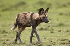 梦见猎犬、猎狗