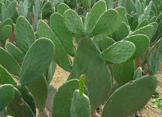 化煞植物仙人掌