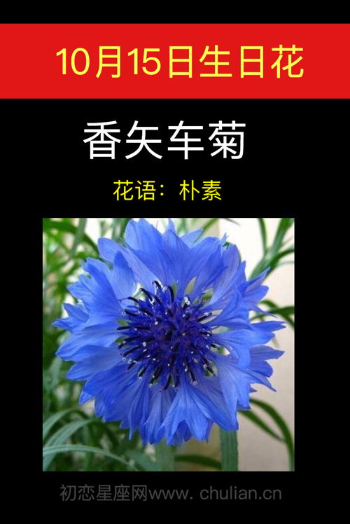 10月15日生日花：香矢车菊