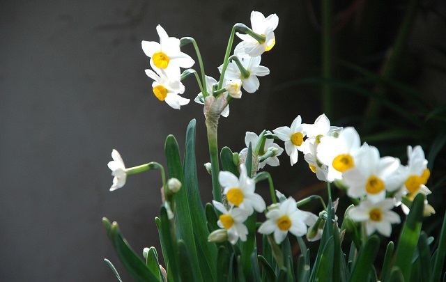 水仙花风水知识