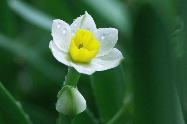 水仙花风水知识