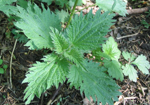 1月16日生日花 - 红色野荨麻花