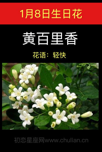 1月8日生日花：黄百里