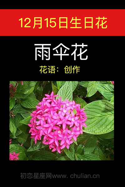 12月15日生日花：两伞花