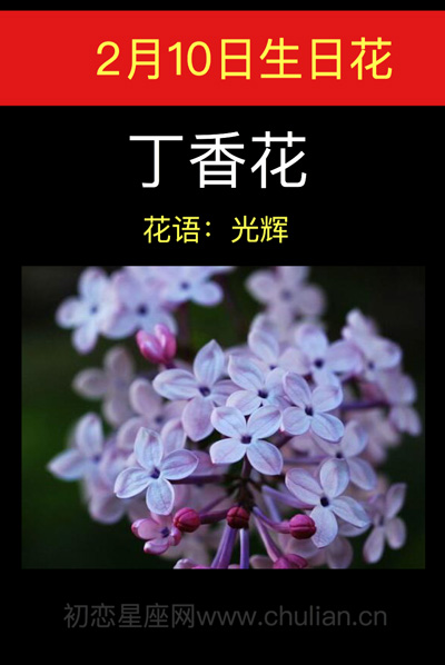 2月10日生日花：丁香花