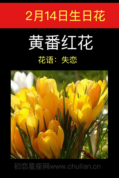 2月14日生日花：黄番红花