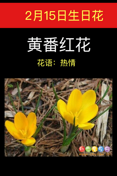 2月15日生日花：黄番红花