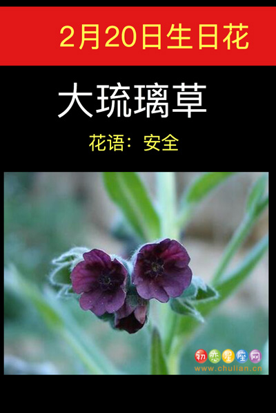 2月20日生日花：大琉璃草