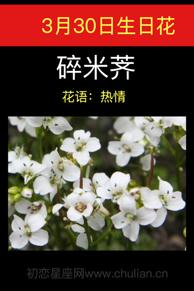 3月30日生日花：碎米荠