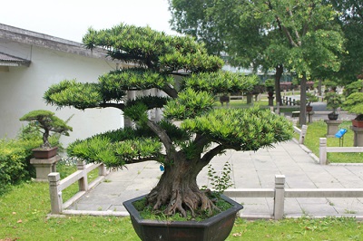 针叶植物风水