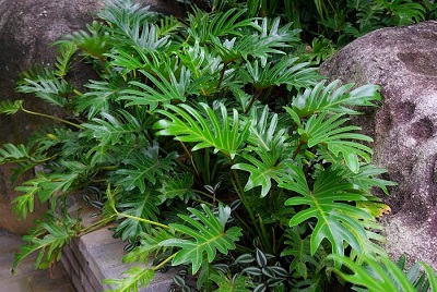 阔叶植物风水