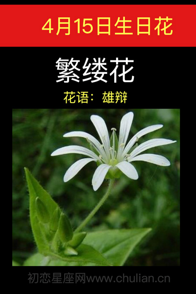 4月15日生日花：繁缕花