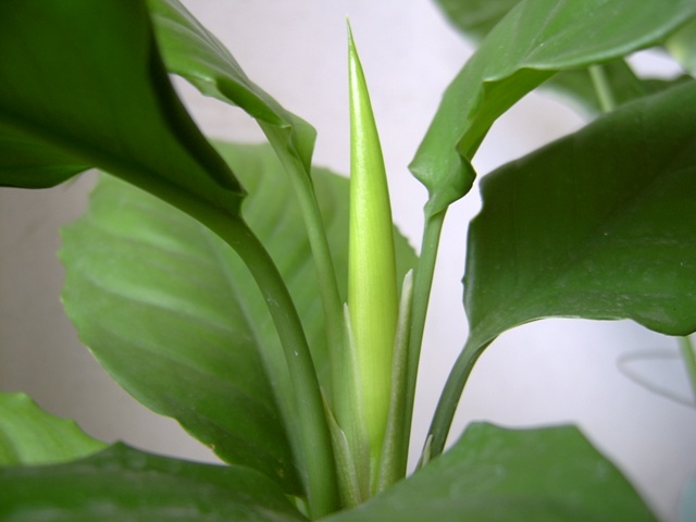 助运旺财的风水植物：万年青