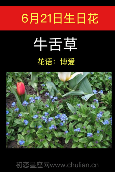 6月21日生日花：牛舌草