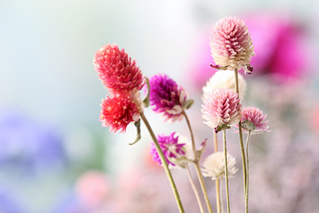 风水布局,桃花运,桃花风水