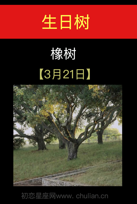 3月21日(橡树)