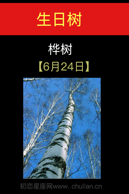 6月24日(桦树)