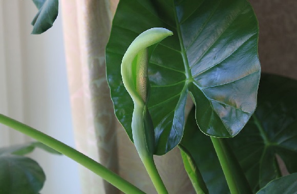 家中这些植物不可乱种-滴水观音