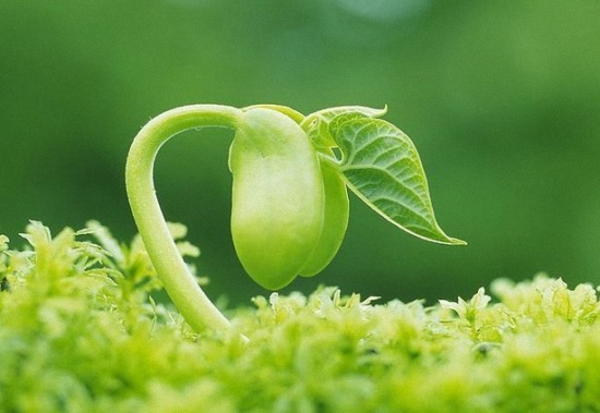 植物增加生气