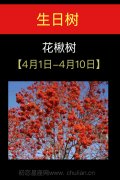 4月01日-4月10日(花楸树)