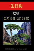 2月19日-2月28日(松树)