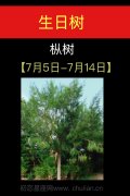 7月05日-7月14日(枞树)