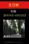 8月14日-8月23日(杉树)