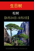 8月24日-9月02日(松树)