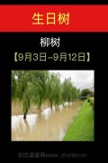 9月03日-9月12日(柳树)