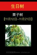 11月12日-11月21日(栗子树)