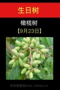 9月23日(橄榄树)