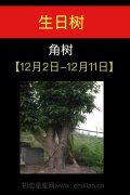 12月02日-12月11日(角树)