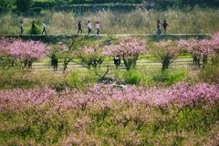 命犯“桃花煞”就真的可怕吗？