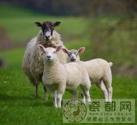 生肖羊逐年、逐月、逐日、逐时福禄详解