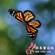 属鸡最无法释怀的事是什么