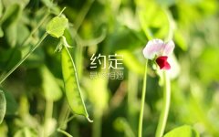 唯美大气的公司名字