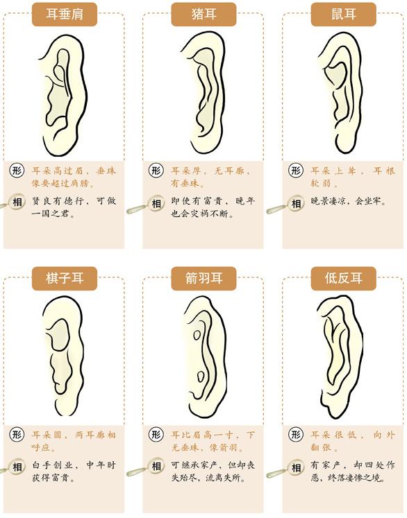 图解耳的形状种类