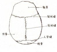 《相学精义》额骨、顶骨、枕骨面相篇