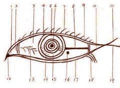 眼睛构造的运势解读