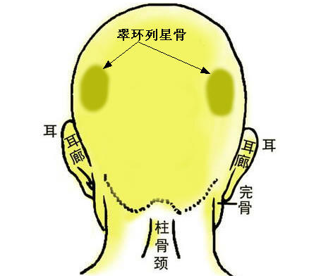 翠环列星骨