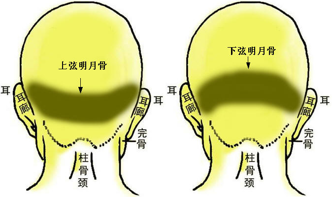 两弦明月骨