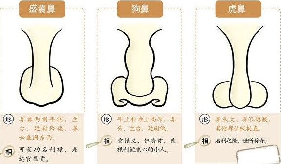 鼻子面相总论