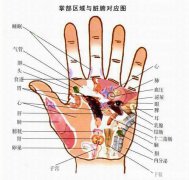 手掌对应内脏-手相图解