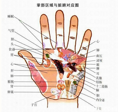 手掌对应内脏图解