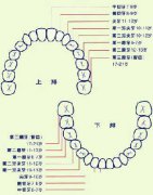 面相大全——牙齿