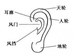 面相耳朵看你是否聪明过人