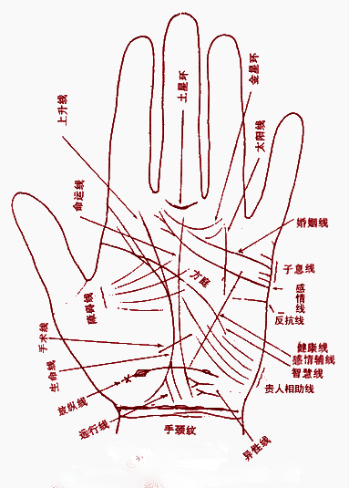 手相掌纹介绍 