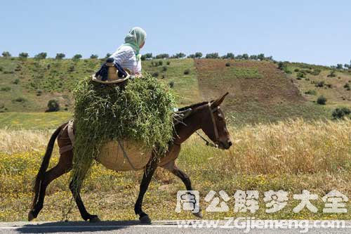 驴骡马