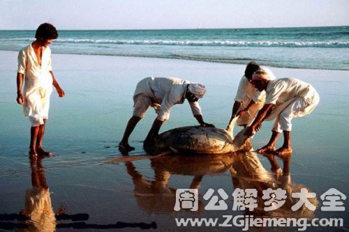 梦见女人杀海龟