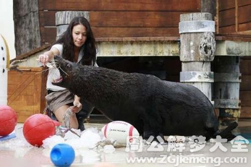 梦见海豹吃人